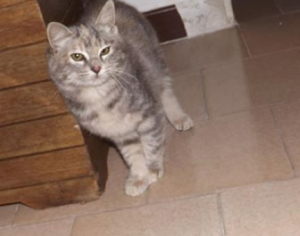 Schermata 2014-11-09 alle 22.47.46